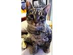 Trooper, Domestic Shorthair For Adoption In Hickory, North Carolina