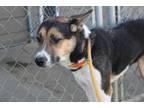 Adopt Wiggles a Mixed Breed