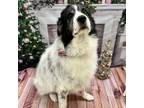 Adopt Oakley a Great Pyrenees
