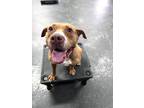 Adopt Karma a Pit Bull Terrier