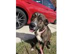 Adopt Thomas a Brindle American Staffordshire Terrier / Mixed dog in Shelby