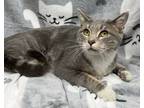 Adopt Megan Mouser a Gray or Blue Domestic Mediumhair / Domestic Shorthair /