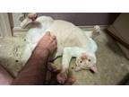 Adopt Yeti a Siamese / Mixed (short coat) cat in St. Augustine, FL (36413079)