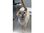 Adopt Kala a Gray or Blue Siamese / Mixed (short coat) cat in St.