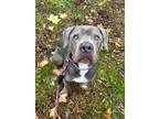 Adopt Greyson a American Pit Bull Terrier / Weimaraner / Mixed dog in Hyde Park