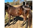 Adopt Mowgli a Quarterhorse / Morgan / Mixed horse in Guin, AL (36412919)