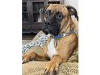 Adopt Jumble a Brindle Boxer / Mixed dog in Reno, NV (36412336)