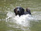 Adopt Scarlett a Black Akita / Labrador Retriever / Mixed dog in Ogden