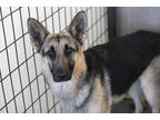 Adopt Sammie a Black German Shepherd Dog / Mixed dog in Colorado Springs