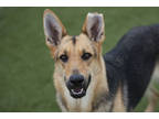 Adopt Jessie a Black German Shepherd Dog / Mixed dog in Colorado Springs