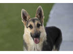 Adopt Slaine a Black German Shepherd Dog / Mixed dog in Colorado Springs