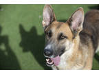 Adopt Venus a Black German Shepherd Dog / Mixed dog in Colorado Springs