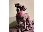 Adopt Daisy a Toy Poodle / Mixed dog in Tustin, CA (36408078)