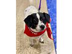 Jersey, Jack Russell Terrier For Adoption In Modesto, California