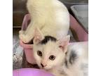 Adopt Kittens!!!! a Domestic Short Hair