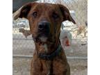 Adopt 22-0668 "Rocky" a Plott Hound, Pit Bull Terrier