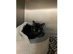 Adopt Wicked a Domestic Short Hair