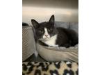 Adopt Highway a Domestic Short Hair