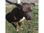Adopt Lindy a Staffordshire Bull Terrier