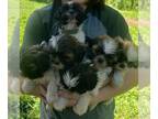 Shih Tzu PUPPY FOR SALE ADN-494727 - Shih Tzu puppies