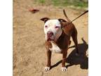 Adopt Barry a American Staffordshire Terrier