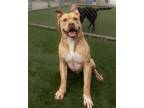 Adopt Roscoe a Tan/Yellow/Fawn Pit Bull Terrier / Boxer / Mixed dog in Rockwall