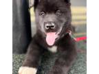 Akita Puppy for sale in Birmingham, AL, USA