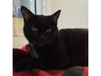 Adopt Jazzpurr a All Black Domestic Shorthair / Mixed cat in Sedalia