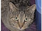 Adopt Charlie a Gray, Blue or Silver Tabby Domestic Shorthair (short coat) cat