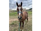 Priscilla, Quarterhorse For Adoption In Houston, Texas