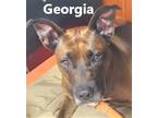 Adopt Georgia a Brown/Chocolate Doberman Pinscher / Pit Bull Terrier / Mixed dog