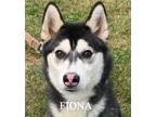 Adopt Fiona a Black - with White Husky / Mixed dog in Warren, PA (35387501)