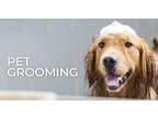 Professional Pet Grooming and Bathing Services-OKC Vera s Posh P