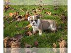 Boston Terrier-English Bulldog Mix PUPPY FOR SALE ADN-495422 - Adorable English
