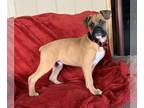 Boxer PUPPY FOR SALE ADN-495311 - Adorable AKC Boxer Puppies Available Now