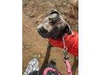 Adopt Boujee a Staffordshire Bull Terrier, American Staffordshire Terrier