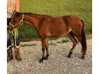 AMHR & ASPC Registered Miniature Horse Show Prospect