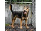Adopt Bernaby - Courtesy Listing a Black - with Tan, Yellow or Fawn Mixed Breed