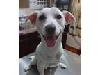 Adopt ROCCO a White Jack Russell Terrier / Labrador Retriever dog in Langley