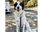 Adopt TILLY a White - with Tan, Yellow or Fawn Great Pyrenees / Border Collie /