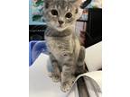 Adopt Flip-Flop a Gray, Blue or Silver Tabby Domestic Shorthair (short coat) cat