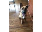 Adopt Ruger a Tan/Yellow/Fawn - with Black German Shepherd Dog / Boxer / Mixed