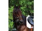 Gorgeous Morgan Gelding~ arena and trail rides!
