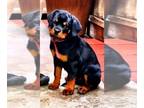 Rottweiler PUPPY FOR SALE ADN-496231 - Pure Bred Rottweiler Loyal and Loving