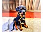 Rottweiler PUPPY FOR SALE ADN-496233 - Pure Bred Rottweiler Loyal and Loving