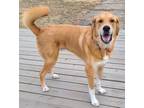 Adopt Scout a Great Pyrenees, Foxhound