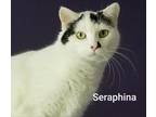 Adopt Seraphina a Domestic Short Hair