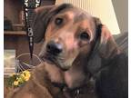 Adopt Tucker a Shepherd, Beagle