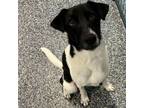 Adopt Winston a Jack Russell Terrier