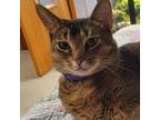 Adopt Lady M a Abyssinian